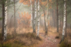 Skog
