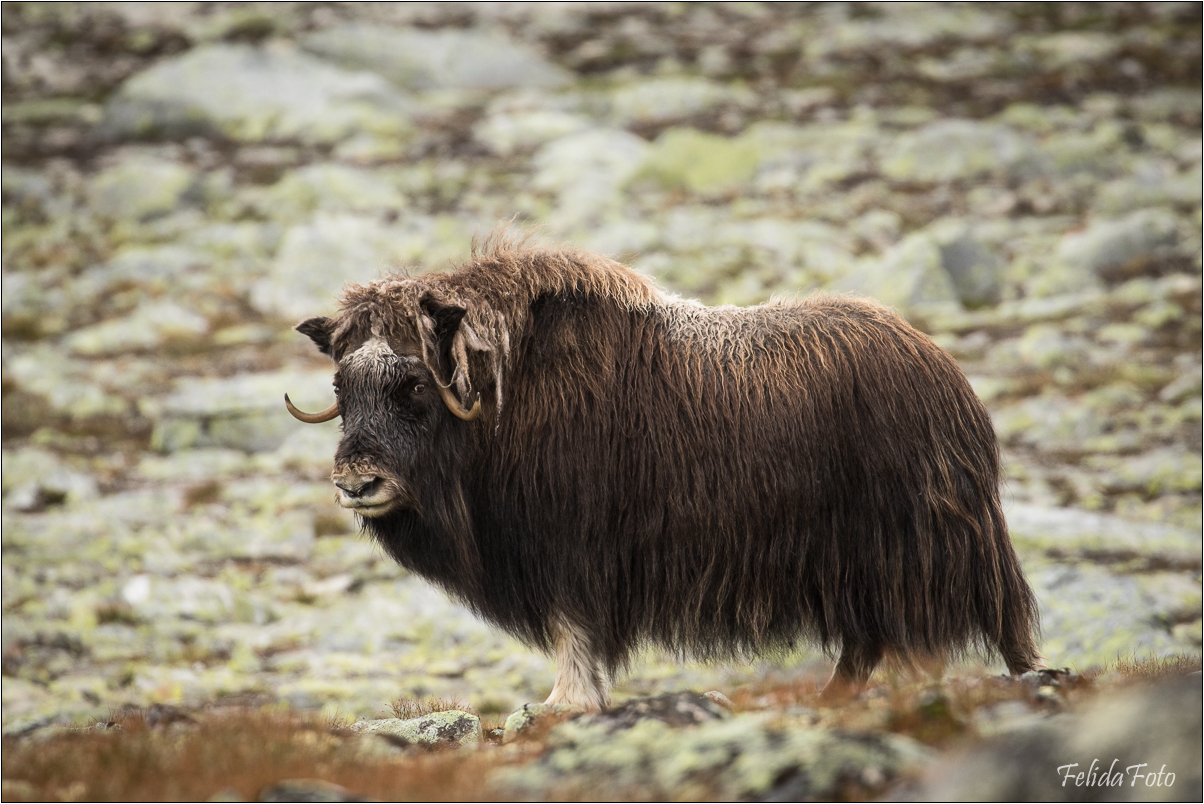 Dovrefjell